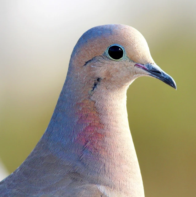 a close up of a bird with a blurry background, a pastel, by David Budd, shutterstock, renaissance, dove, purple. smooth shank, backlit ears, modern high sharpness photo