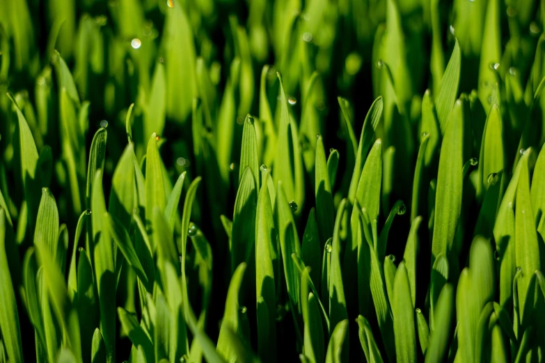 a close up of a bunch of green grass, a macro photograph, renaissance, seedlings, shot on sony a 7, nice spring afternoon lighting, shot on 1 6 mm