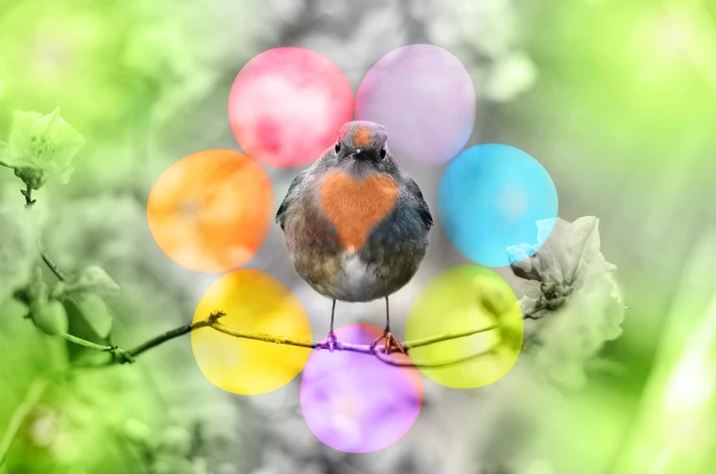 a small bird sitting on top of a tree branch, a colorized photo, by Jan Rustem, art photography, many rainbow bubbles, robin, spring theme, circles