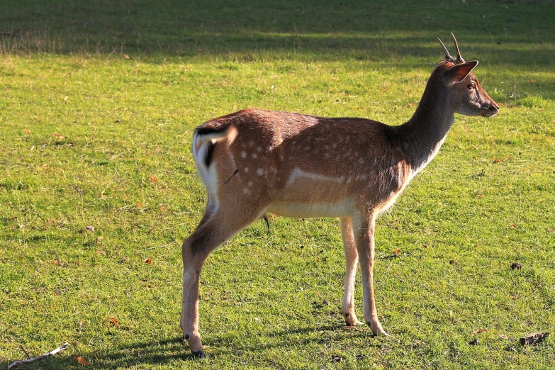 a deer standing on top of a lush green field, a picture, pixabay, mingei, at a park, 3/4 side view, walking, with dappled light