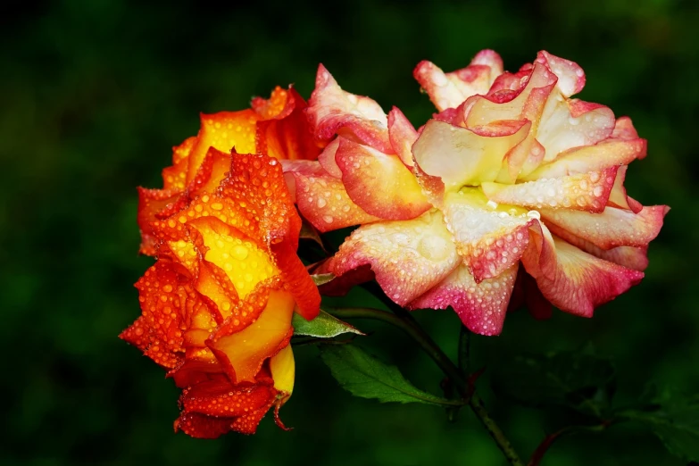 a close up of two flowers with water droplets on them, by Jan Rustem, pixabay, romanticism, decorative roses, warm tri - color, very high detailed, detailed colors