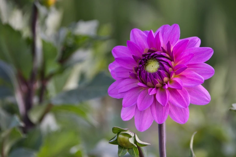 a close up of a purple flower with green leaves, a picture, by Jim Nelson, dahlias, soft morning lighting, magenta colours, a wide shot