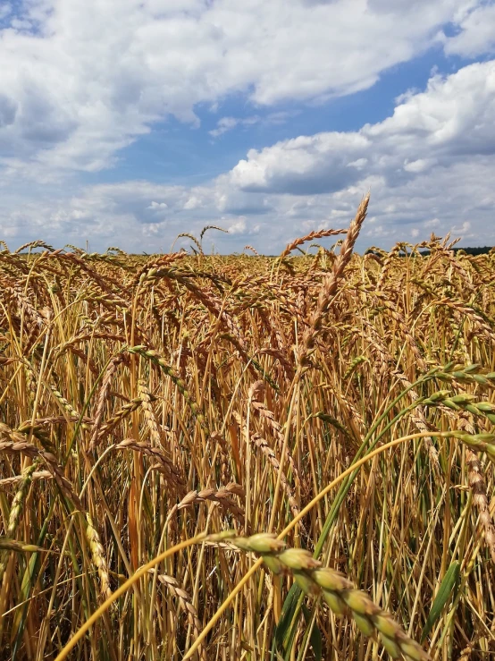 a field of wheat with a blue sky in the background, figuration libre, phone photo, worm\'s eye view, rice paddies, clouds and fields in background