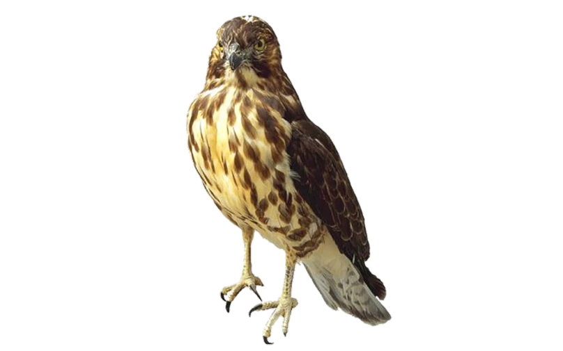 a close up of a bird of prey on a black background, an illustration of, by Susan Heidi, biological photo, immature, uav, full-body-shot