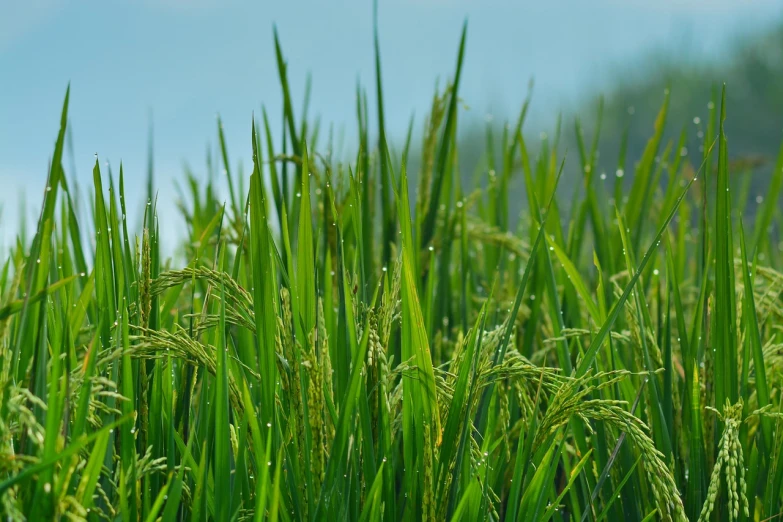 a field of grass with water droplets on it, a picture, by Yi Jaegwan, hurufiyya, rice, its name is greeny, on a bright day, raining