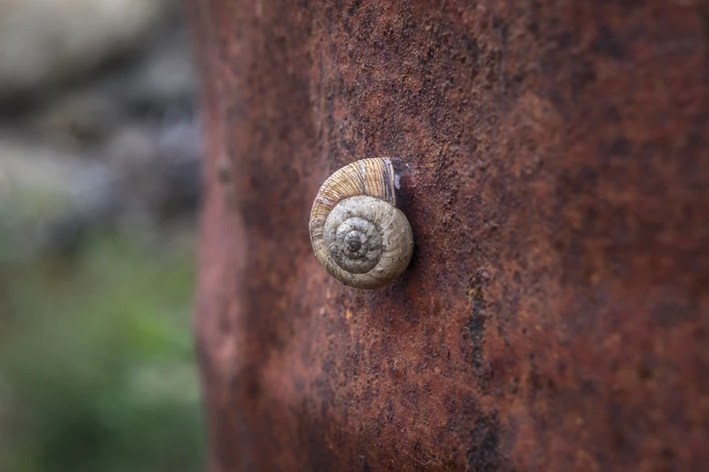 a close up of a snail on a rusted surface, inspired by Károly Markó the Elder, 33mm photo, close-up product photo, pillar, closeup photo