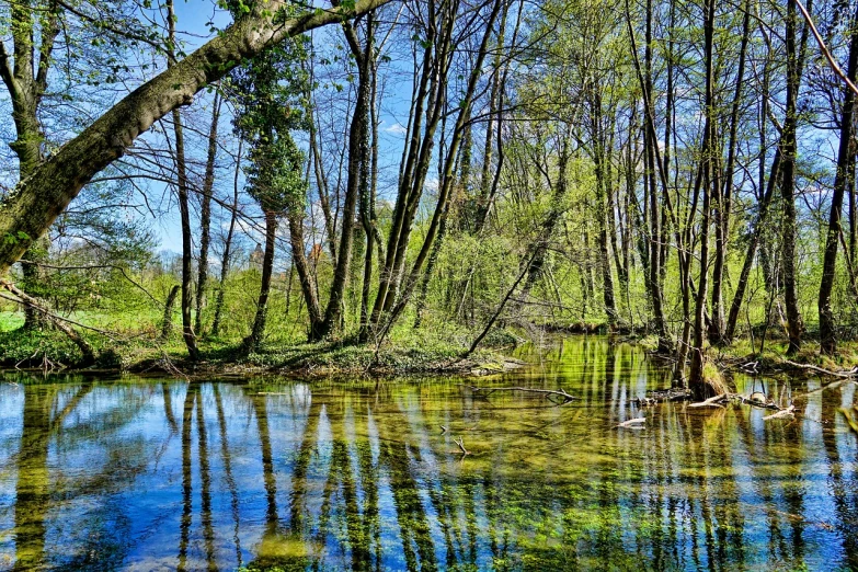 a body of water surrounded by trees on a sunny day, a picture, by Jacob Kainen, hdr!, warm spring, water refractions!!, creeks