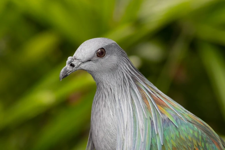 a close up of a pigeon with green leaves in the background, a pastel, shiny silver, jamaican, beautiful iridescent colors, a handsome