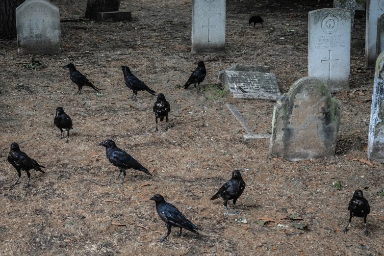 a bunch of birds that are standing in the dirt, a photo, inspired by Gonzalo Endara Crow, flickr, vanitas, highgate cemetery, 8k 50mm iso 10, southern gothic scene, 2 0 2 2 photo