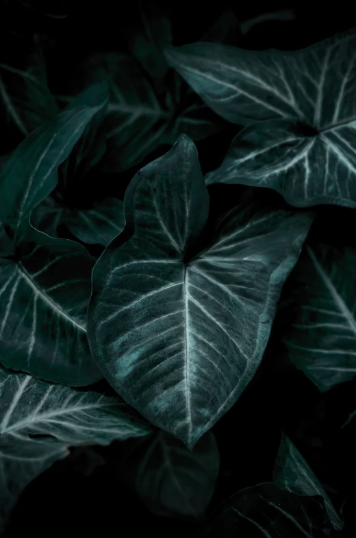a close up of a bunch of green leaves, by Jacob Kainen, dark deco, curving black, beautiful deep colors, plants allover