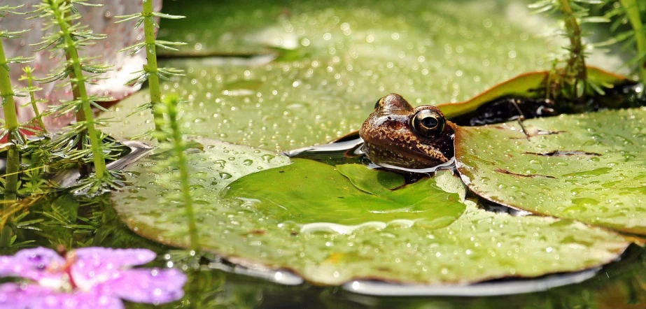 a frog sitting on top of a leaf in a pond, pixabay, renaissance, watery doe eyes, alpine pond with water lilies, sfw, drops