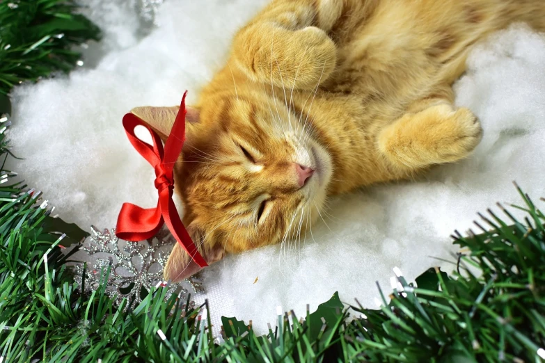 a cat laying on top of a pile of snow, inspired by Ernest William Christmas, pixabay, photorealism, red bow in hair, with lots of thin ornaments, hr ginger, asleep
