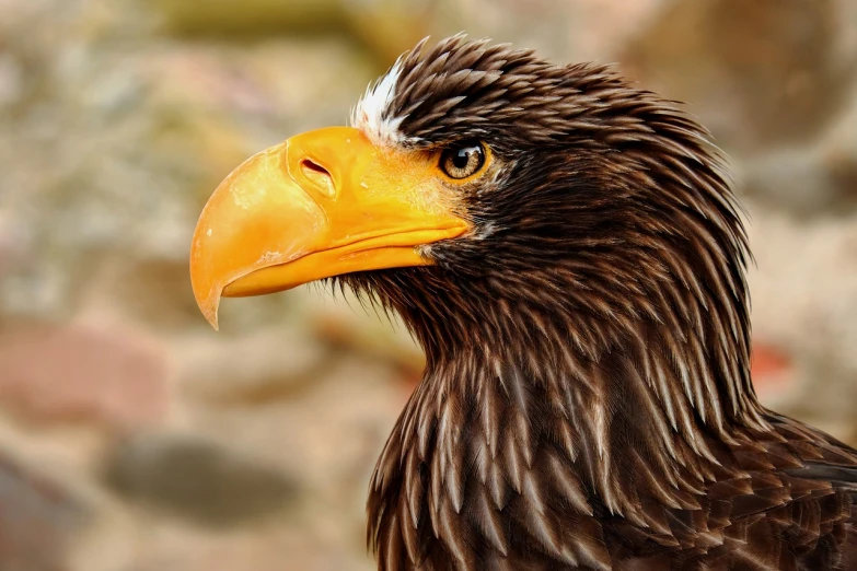 a close up of a bird of prey, a portrait, by Dietmar Damerau, trending on pixabay, photorealism, eagle coral, portrait of rugged zeus, with a yellow beak, over the head of a sea wolf