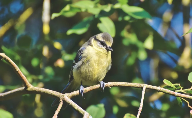 a small bird sitting on top of a tree branch, by Maksimilijan Vanka, istock, fluffy green belly, 3 0 0 dpi, 33mm photo