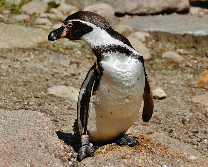 a penguin that is standing on a rock, by Dietmar Damerau, flickr, shiny skin”, chilean, sfw version, platypus