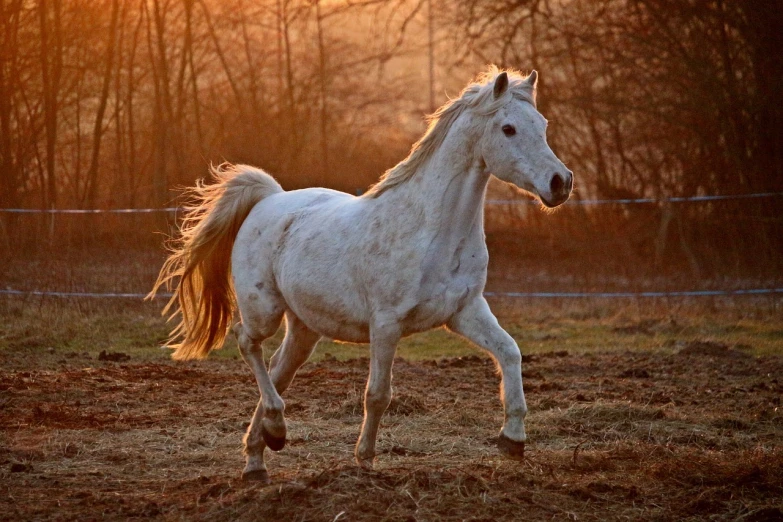 a white horse running in a field at sunset, pixabay contest winner, arabesque, dappled in evening light, anatomically correct equine, white - blond hair, winter sun