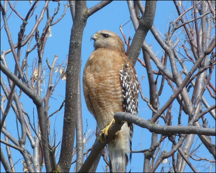 a hawk sitting on top of a tree branch, by Susan Heidi, photo [ far ], wideshot, [ greg rutkowski ], beautiful day