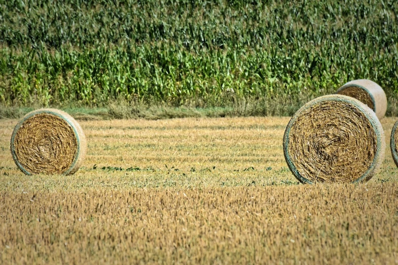 hay bales in a field with trees in the background, pixabay, precisionism, telephoto photography, panorama, corn, telephoto