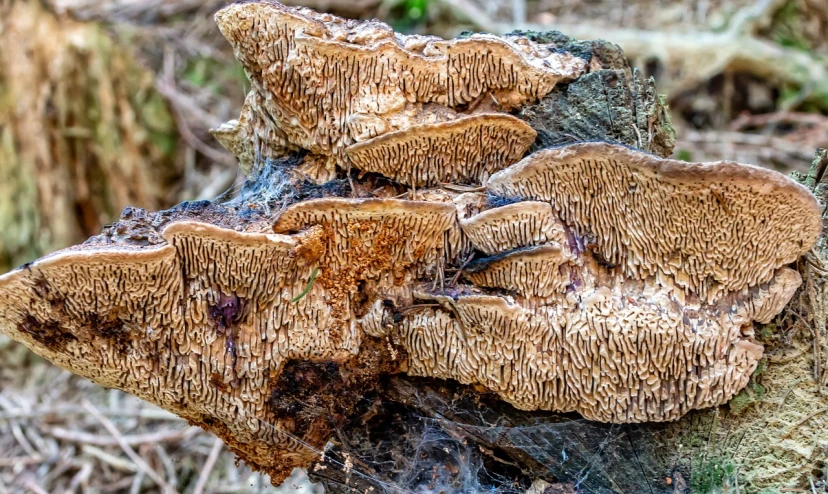 a group of mushrooms sitting on top of a tree stump, a macro photograph, full of silver layers, spidery irregular shapes, closeup photo, high resolution macro photo