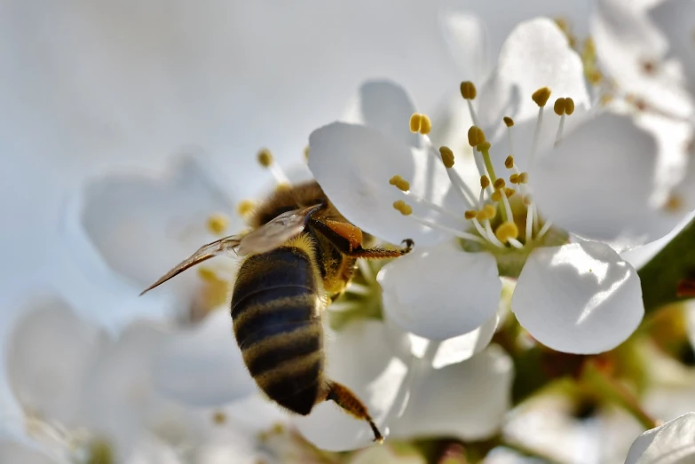 a close up of a bee on a flower, a macro photograph, by Erwin Bowien, shutterstock, happening, cherry blossums, white blossoms, stock photo, phone photo