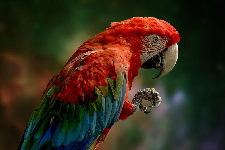 a colorful parrot sitting on top of a tree branch, a photo, shutterstock, art photography, 8k highly detailed ❤️‍🔥 🔥 💀 🤖 🚀, red and green tones, red and blue color scheme, museum quality photo