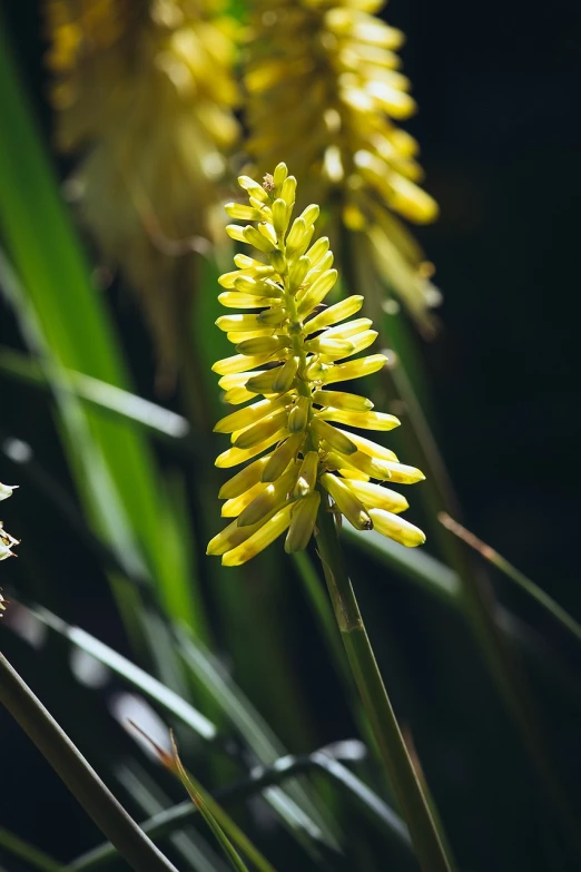 a group of yellow flowers sitting on top of a lush green field, a macro photograph, hurufiyya, orchid stems, against dark background, forest details, bullrushes