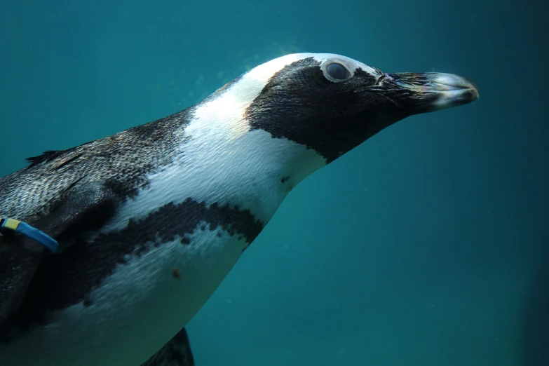 a close up of a penguin swimming in the water, by Dave Allsop, flickr, close - up profile face, tank, realistic depth, worm\'s eye view