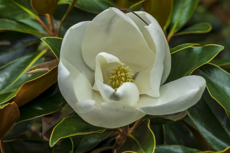 a close up of a white flower on a tree, a portrait, inspired by Anne Nasmyth, shutterstock, magnolia big leaves and stems, hdr detail, augusta national, photo 85mm