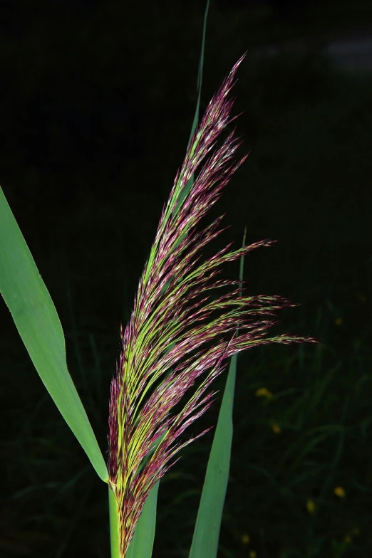 a close up of a plant with a dark background, by Robert Brackman, hurufiyya, giant pig grass, purple and green colors, malt, from wheaton illinois