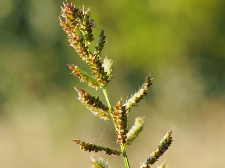 a close up of a plant with a blurry background, a macro photograph, hurufiyya, in a large grassy green field, spikes on the body, high res photo