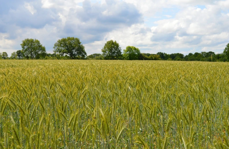 a field of green grass with trees in the background, by Robert Brackman, shutterstock, wheat field, osr, tall corn in the foreground, caroline foster