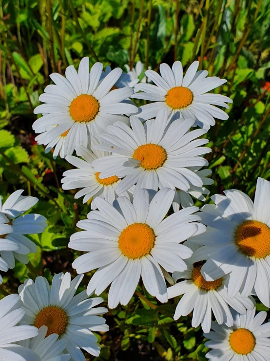 a bunch of white flowers with yellow centers, a portrait, by Jan Rustem, pixabay, fine art, having fun in the sun, hyperdetailed!, smiling at camera, early morning light