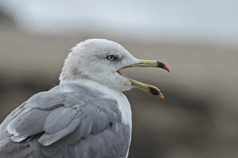 a close up of a bird with its mouth open, a portrait, by Mandy Jurgens, seagull, two male, side profile centered, gray haired