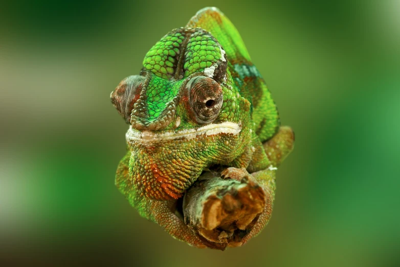 a close up of a chamelon on a branch, a macro photograph, by Stefan Lochner, trending on pexels, sumatraism, chameleon, deepdream, head and full body view, green face