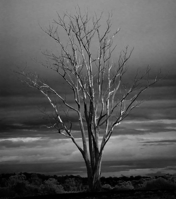 a black and white photo of a bare tree, a black and white photo, inspired by Russell Drysdale, unsplash, australian tonalism, ominous skies, skeletal, desaturated colours, gloomy lighting!!!