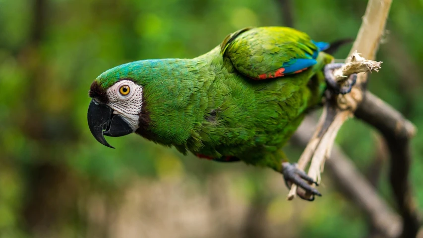 a green parrot sitting on top of a tree branch, pexels contest winner, renaissance, flying towards the camera, green blue red colors, amazon rainforest background, rounded beak