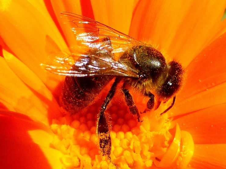 a close up of a bee on a flower, a macro photograph, by Robert Brackman, orange color, orange halo, surface hives, (bee)