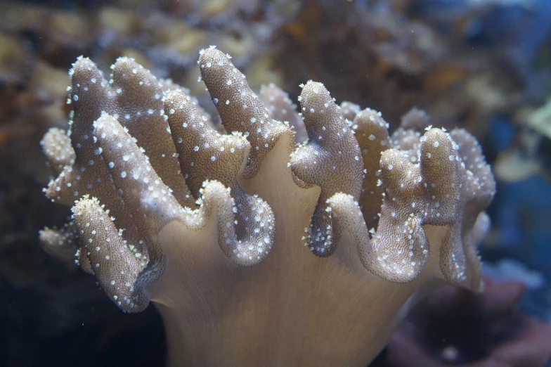 a close up of a sea anemone in a tank, by Edward Corbett, flickr, hands raised, white fungal spores everywhere, coral headdress, light toned