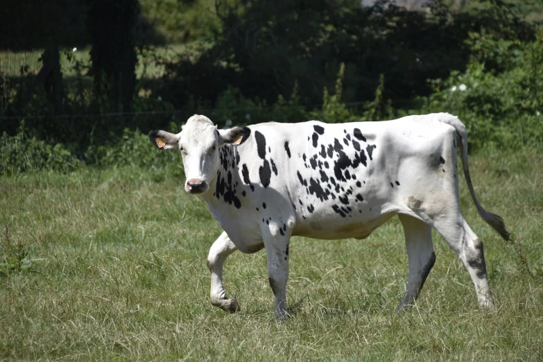 a cow that is standing in the grass, figuration libre, white with black spots, very sharp photo