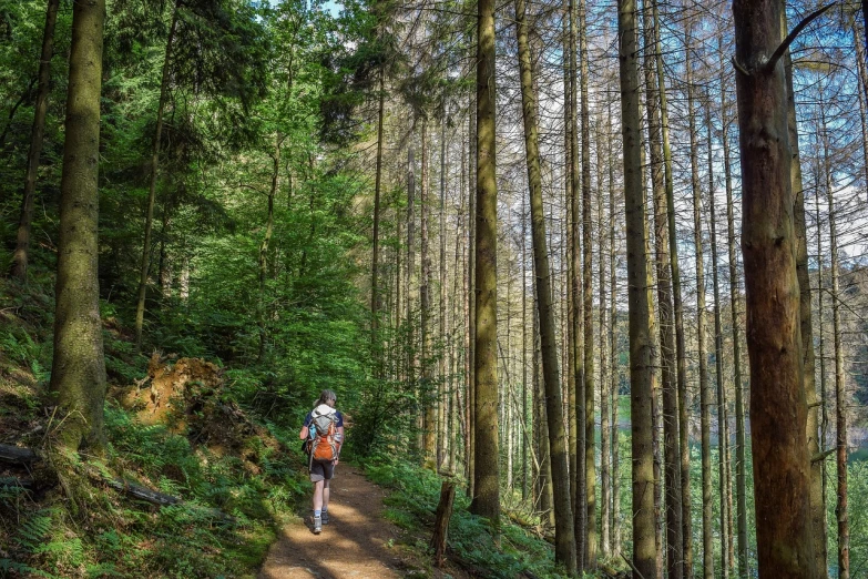 a person riding a bike on a trail in the woods, by Dietmar Damerau, shutterstock, renaissance, solo hiking in mountains trees, black forest, narrow footpath, carrying survival gear