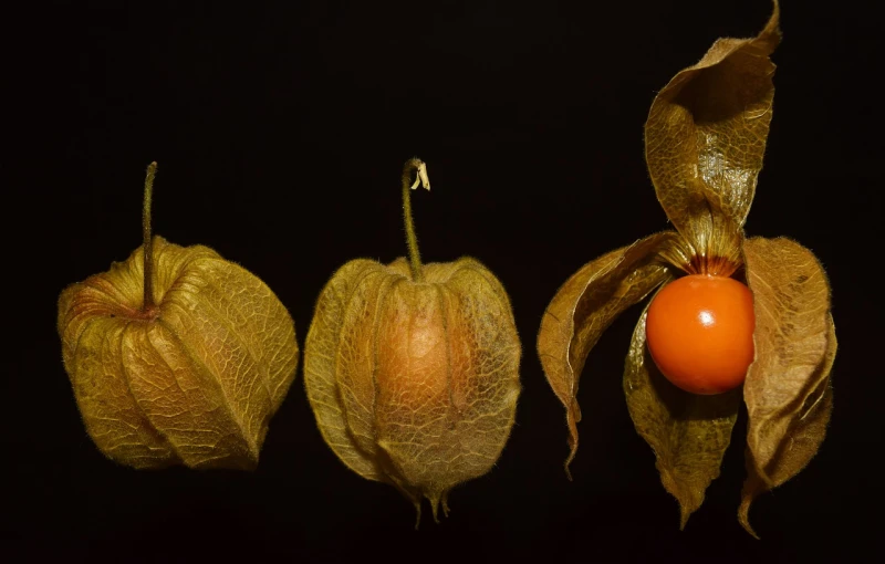 a group of fruits sitting on top of a black surface, by Robert Brackman, shutterstock, hyperrealism, in salvia divinorum, triptych, alien flora, yellowed with age