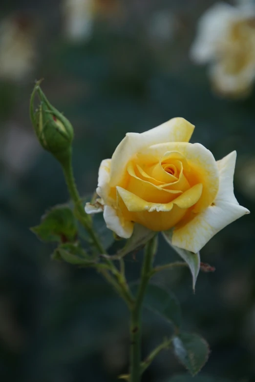 a close up of a yellow and white rose, qiangshu, beautiful morning, flash photo, nice slight overcast weather