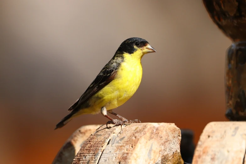 a yellow and black bird sitting on a piece of wood, a portrait, closeup photo, small chin, high res photo