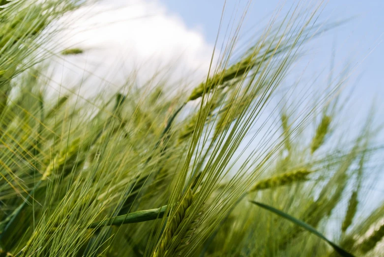 a field of green grass with a blue sky in the background, by Erwin Bowien, precisionism, wheat field, profile close-up view, malt, low angle photo