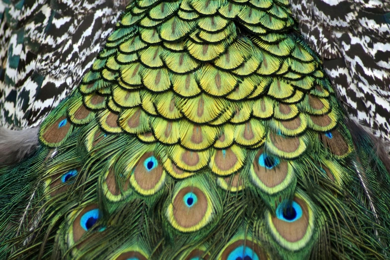 a close up of a peacock's tail feathers, by Jon Coffelt, flickr, hurufiyya, repeating patterns, thailand, green pupills, national geographic style”