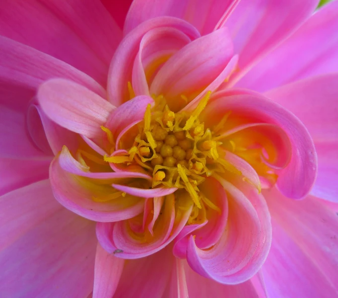 a close up of a pink flower with a yellow center, by Susan Heidi, spiraling, colourful close up shot, dahlias, beautiful lady