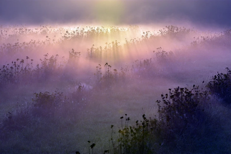 the sun shines brightly through a foggy field, a picture, by Harvey Pratt, field of fantasy flowers, light purple mist, water mist, illuminated for rays of light