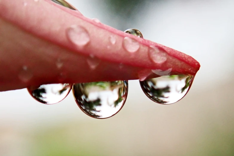 a close up of a person's finger holding three drops of water, a macro photograph, by Jan Rustem, pixabay, photorealism, stems, mirrored, rainy day, low - angle shot