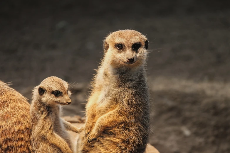 a couple of meerkats standing next to each other, a portrait, by Marten Post, pexels, renaissance, with chicks, shady, marketing photo, “portrait of a cartoon animal