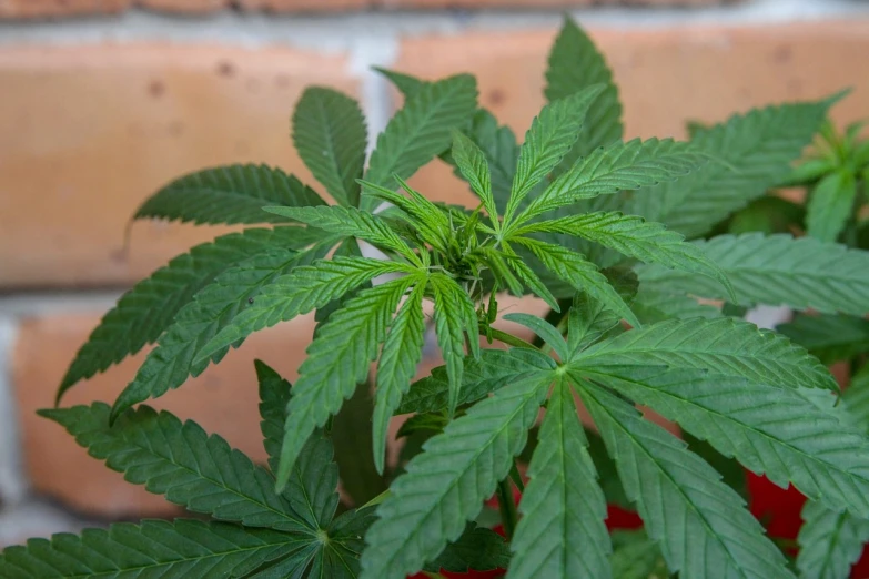 a close up of a plant with green leaves, inspired by Mary Jane Begin, renaissance, personification of marijuana, indoor shot, wikimedia, high details photo